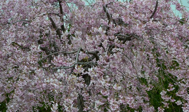Cherry Blossom Time at the Aga Khan Park | Emanuel Melo torontonian ...