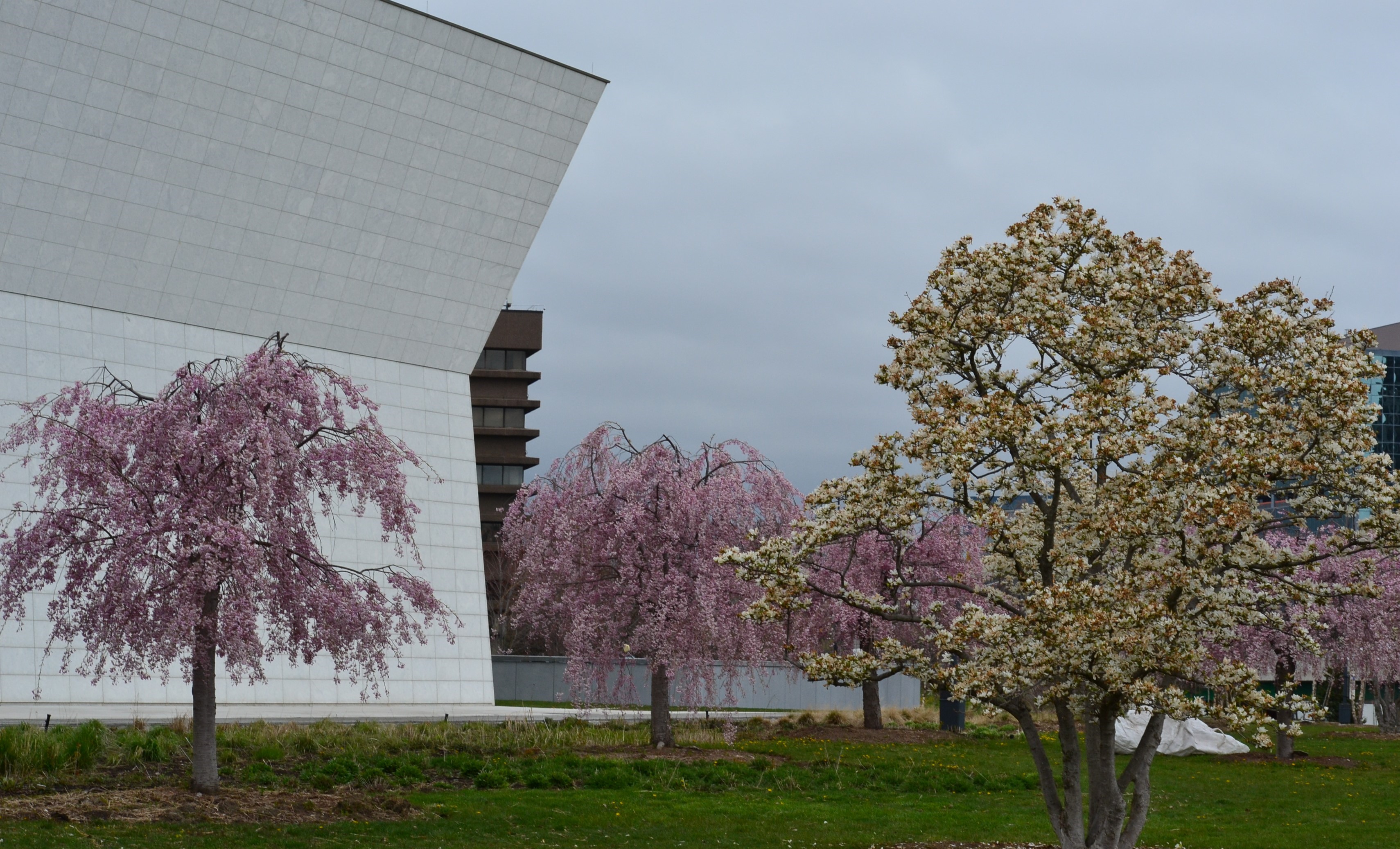Cherry Blossom Time at the Aga Khan Park | Emanuel Melo