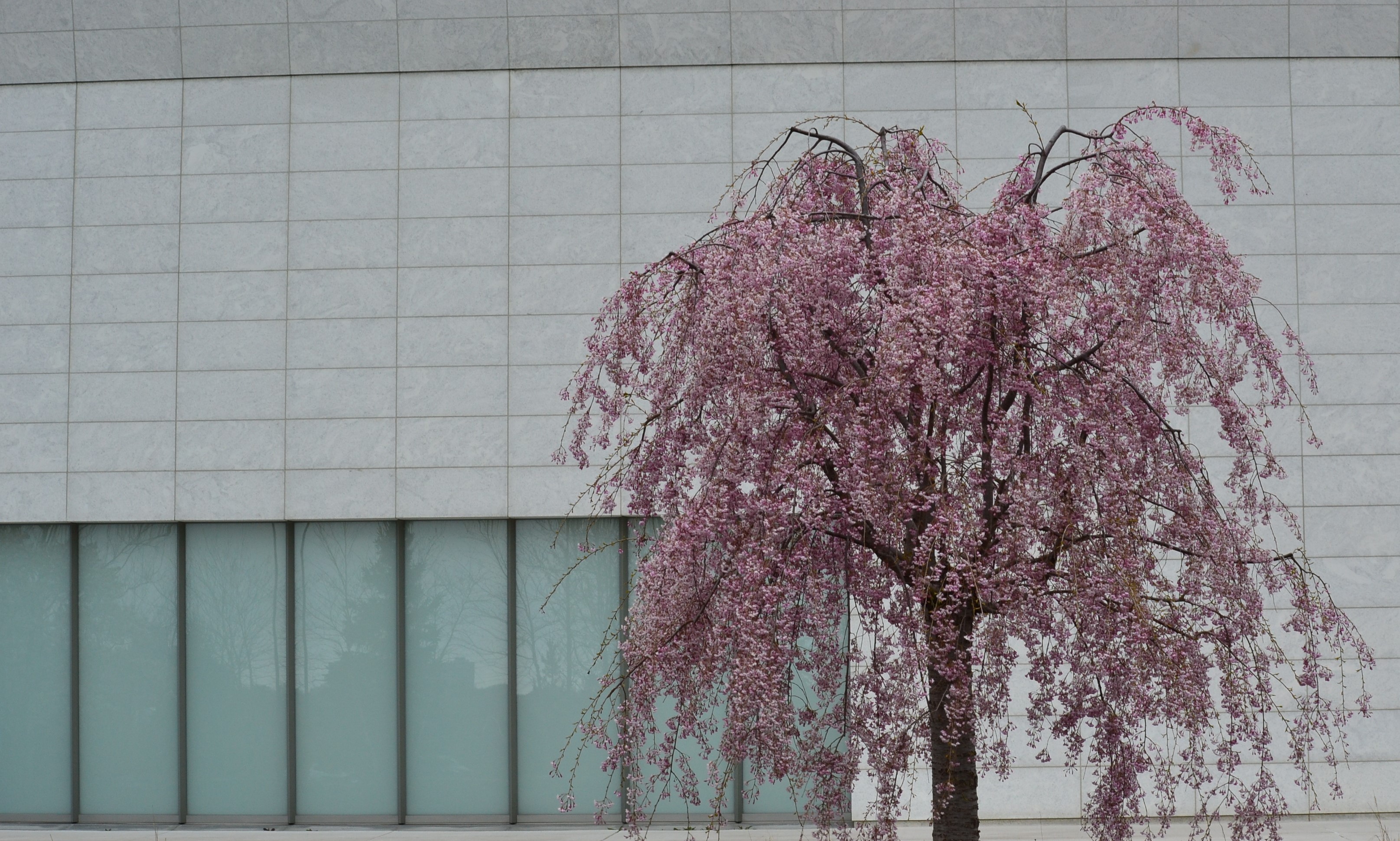 Cherry Blossom Time at the Aga Khan Park | Emanuel Melo