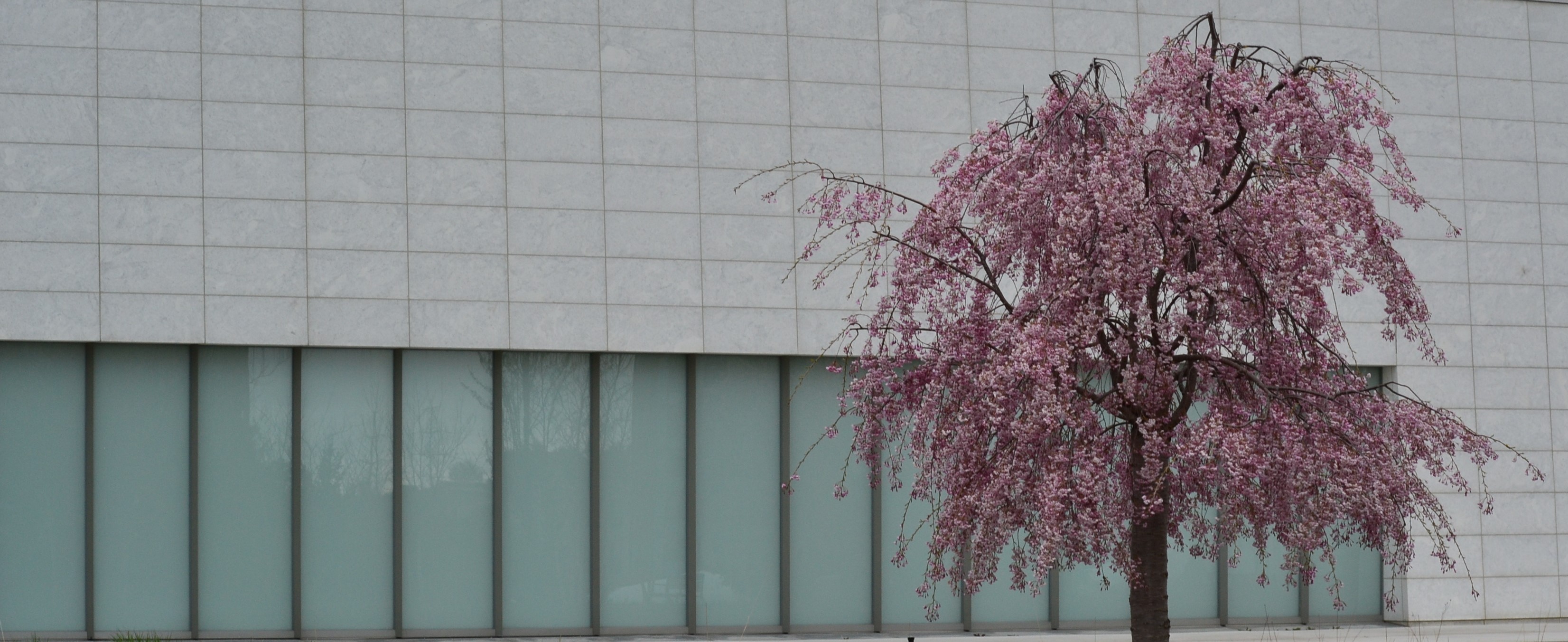 Cherry Blossom Time at the Aga Khan Park | Emanuel Melo